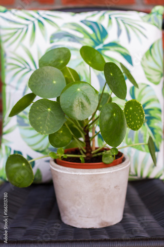 Pilea peperomioides, money plant. Garden, brick wall, plant on the chair. © patnowa