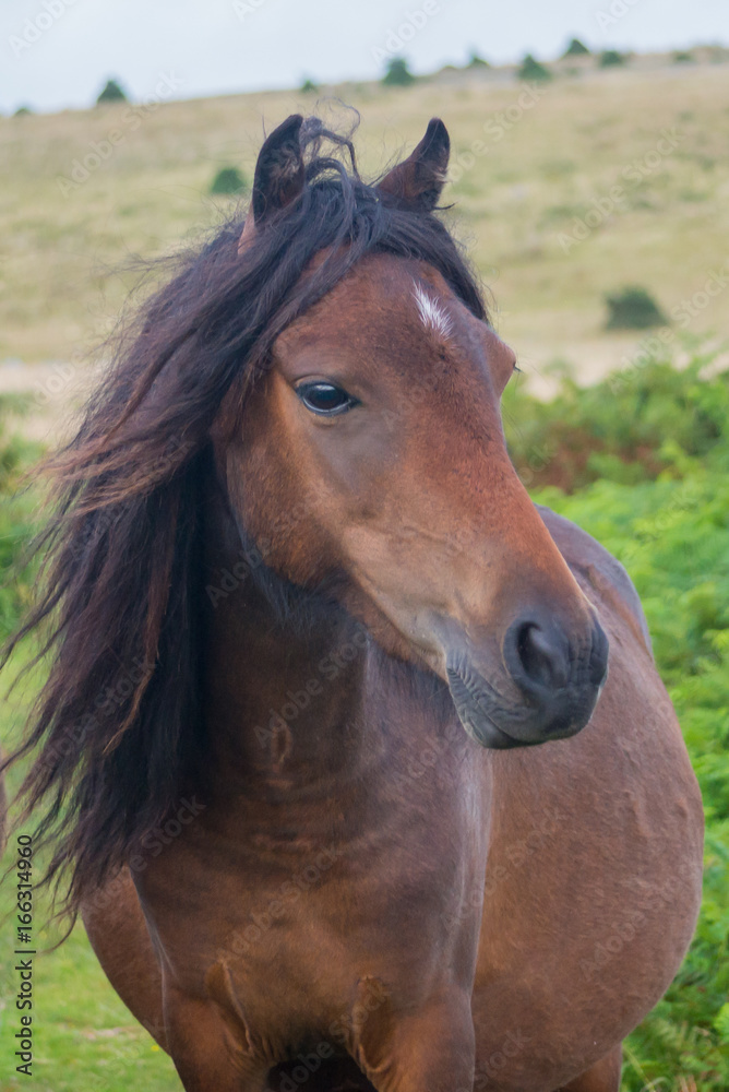 Fototapeta premium Wild Horse
