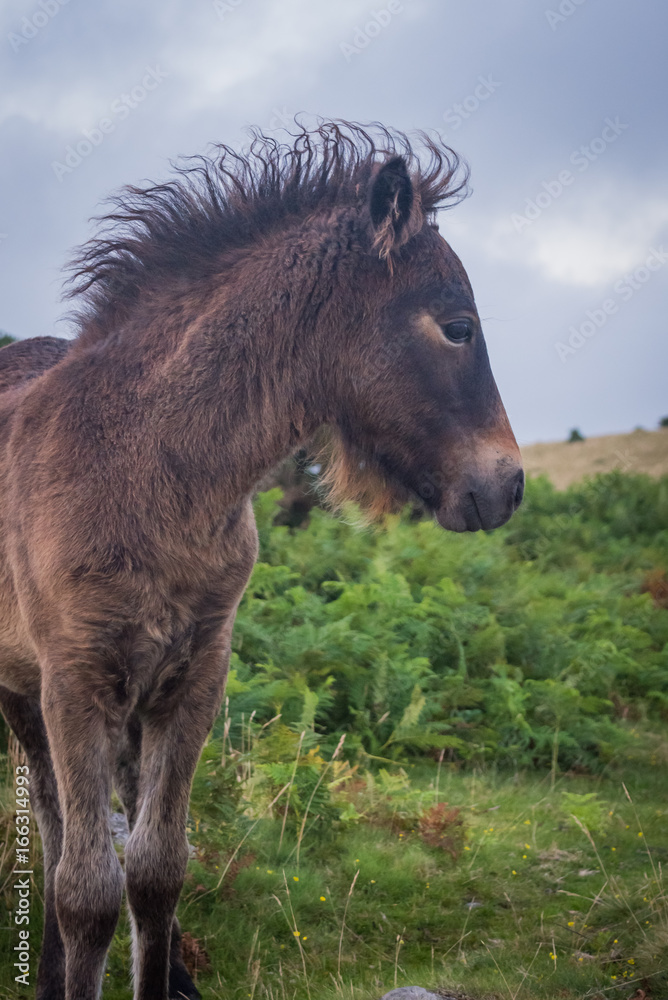 Moorland Foal Moorland Foal