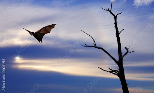 Halloween background with flying fox