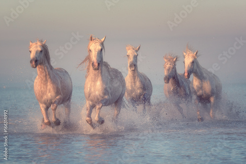Fototapeta Naklejka Na Ścianę i Meble -  Beautiful white horses run gallop in the water at soft sunset light, National park Camargue, Bouches-du-rhone department, Provence - Alpes - Cote d'Azur region, south France