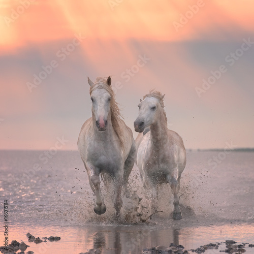 Valokuvatapetti Beautiful white horses run gallop in the water at soft sunset light, National pa