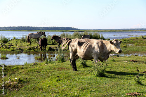 Wild cows and horses grazing and eating grass in the meadow by the Engure lake, the Latvian blue cows, Nature Park - Engures Ezers  photo