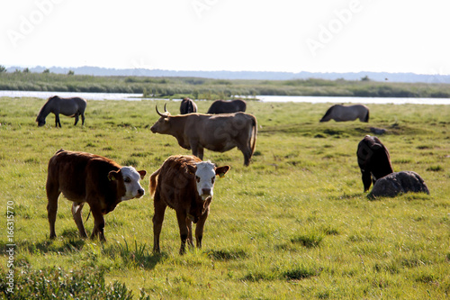 Wild cows and horses grazing and eating grass in the meadow by the Engure lake, the Latvian blue cows, Nature Park - Engures Ezers 