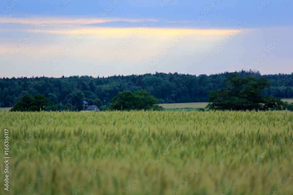 Fototapeta premium Rich harvest wheat field, fresh crop