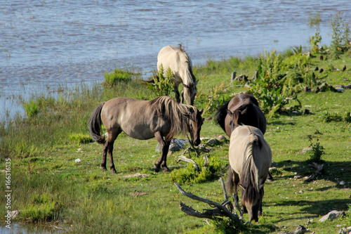 Wild horses graze and eat grass in the meadow on lake, Nature Park - Engures Ezers 