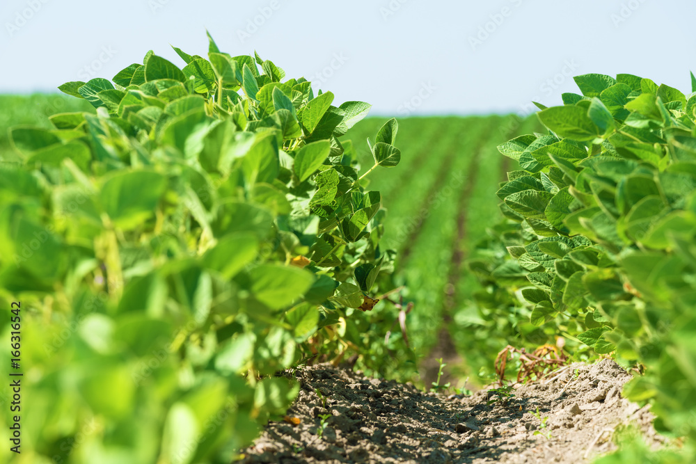 Green soybean field at summer Green soybean field at summer