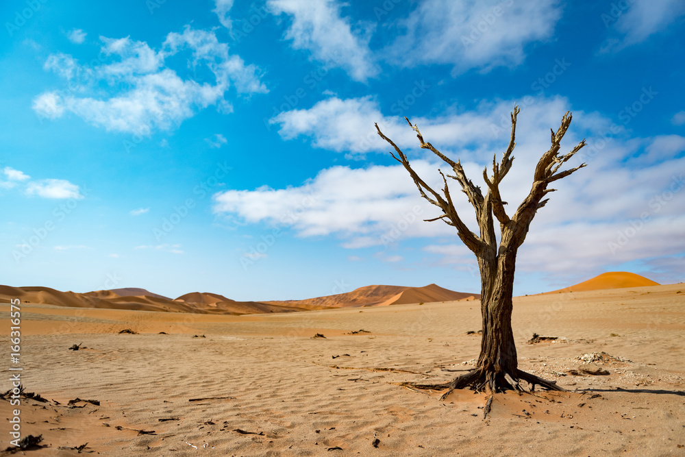 Skeleton tree in the desert of Sossusvlei, Namibia