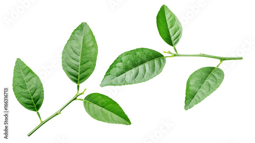 lime leaf on a white background.
