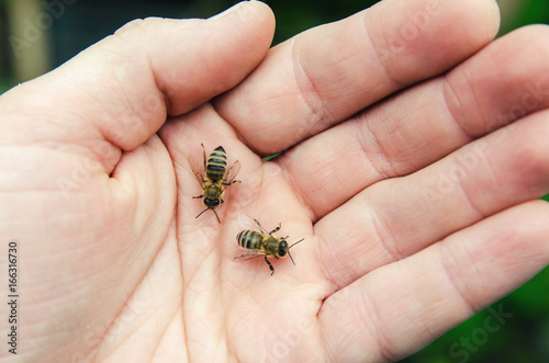 Bees on hand, green background.
