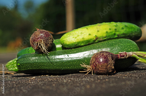 erntefrisches Gemüse (Gurken, Zucchini, rote Zwiebeln) aus dem Garten photo