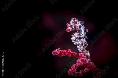 Tableau sur toile Pygmy Seahorse