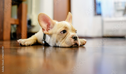 Little brown saint bulldog sleep on wooden, looking to the camera floor with copy space © Win
