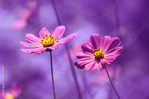 Fototapeta Naklejka Na Ścianę i Meble -  Purple flowers with a painted background. Beautiful flowers cosmos in field.