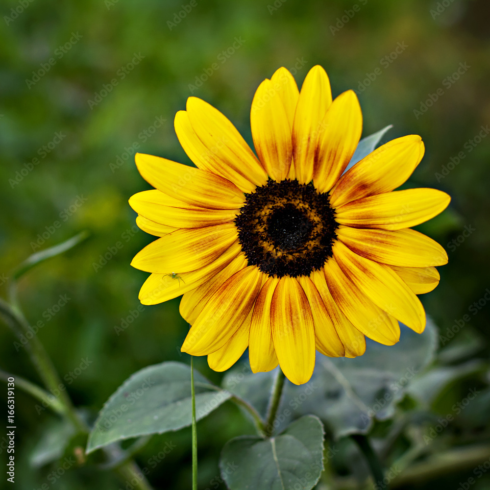 Flower of sunflower growing in the garden Flower of sunflower growing in the garden