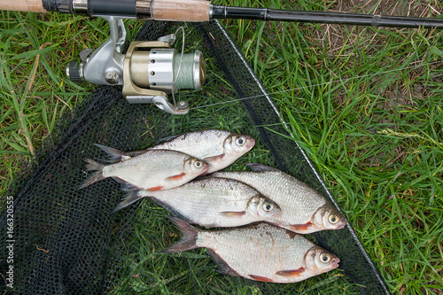 Pile of the white bream or silver fish and white-eye bream on the natural background. .