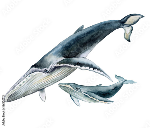 Humpback whale with baby. Underwater fauna. Watercolor illustration. 