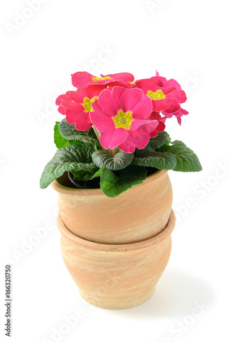 Fototapeta Naklejka Na Ścianę i Meble -  pink primroses in flowerpot at white isolated backgrounds