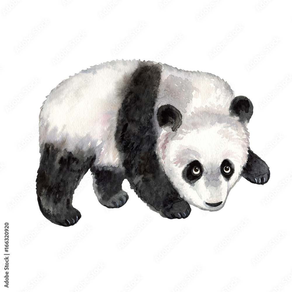 Panda on white background. Watercolor animal silhouette sketch. Wildlife  art illustrations. Vintage graphic for fabric, postcard, greeting card,  book Stock Illustration | Adobe Stock