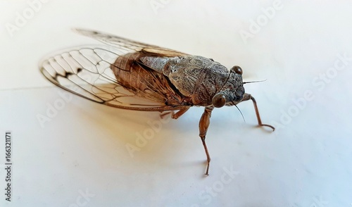 Big cricket bug on a white surface close up   © imaginuma