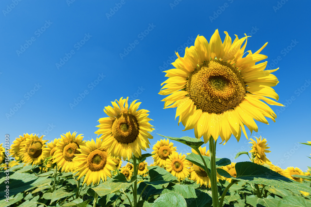 Yellow sunflower field