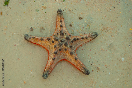 red starfish on the beach photo