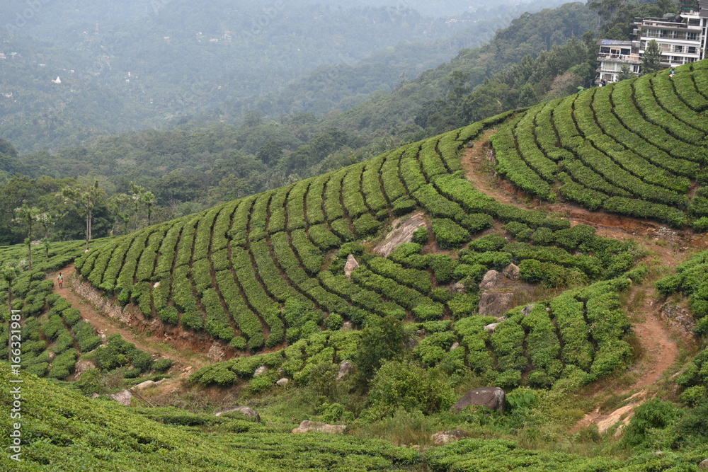 Tea estates view Munnar, Kerala
