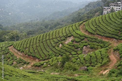 Tea estates view Munnar, Kerala © travel sojourns