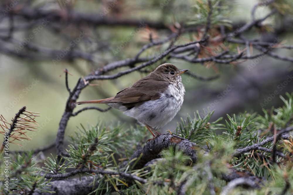 Oiseau