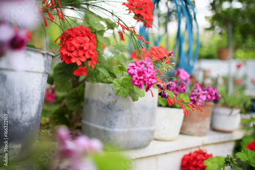 Fototapeta Naklejka Na Ścianę i Meble -  Flowerpots in row