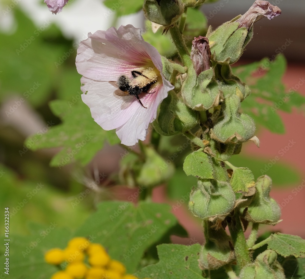 Blüten und Insekten Blüten und Insekten
