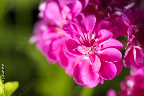 Beautiful Flowers