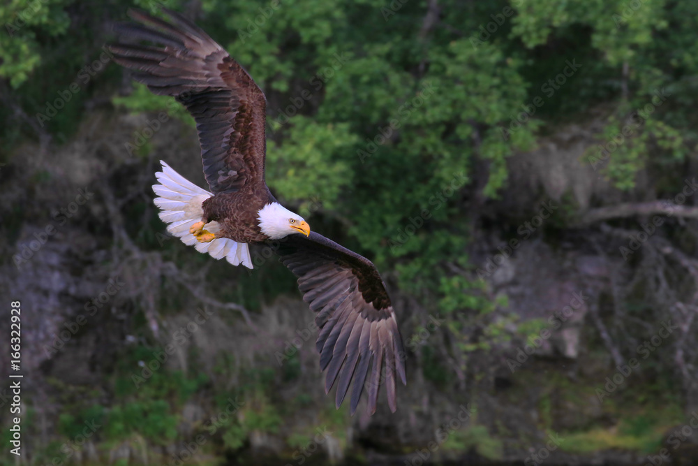 Obraz premium Bald Eagle preying for salmon