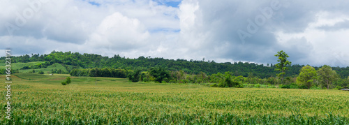 panorama corn on the farm