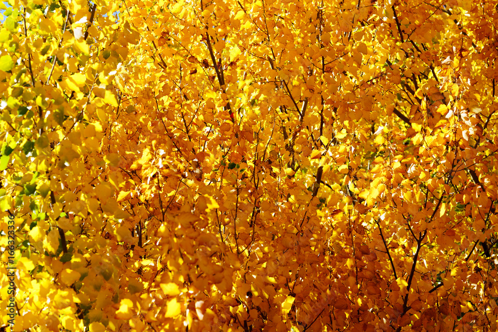 Beautiful yellow leaves in autumn background , New Zealand