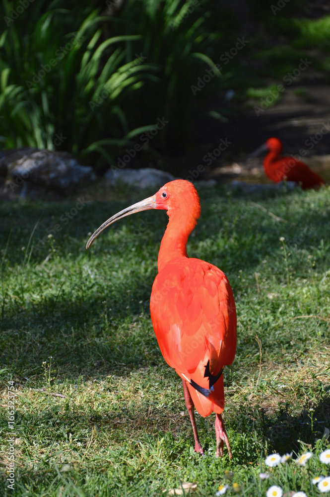 Naklejka premium Wildlife