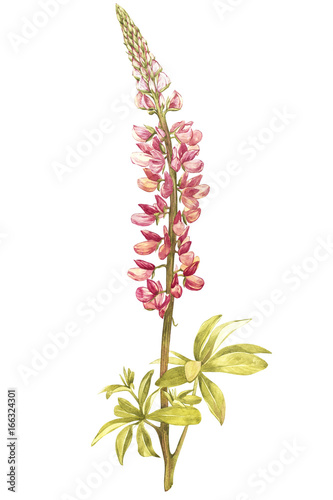 Illustration in watercolor of Lupine flower. Floral card with flowers. Botanical illustration.