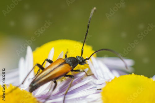 Beetle on a flower