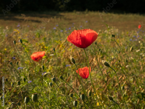 poppy flowers in the grass
