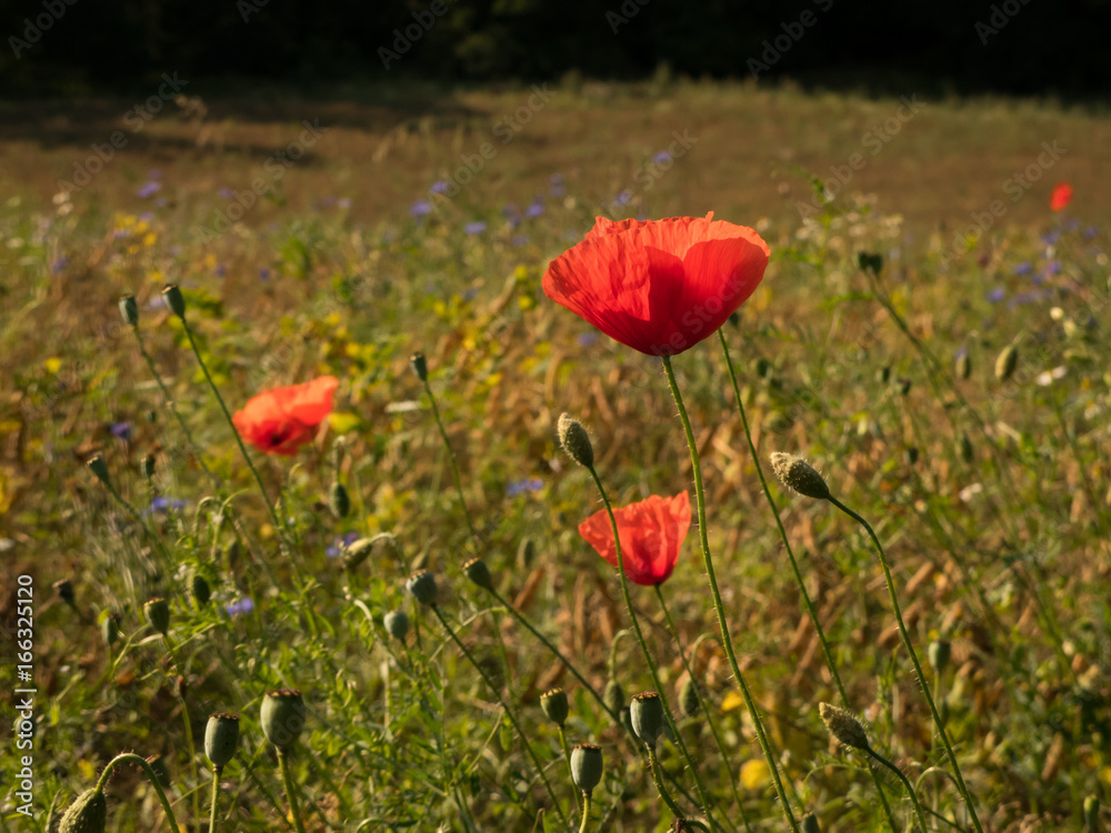 Obraz premium poppy flowers in the grass
