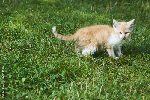 A little cute red kitten playing in the green grass