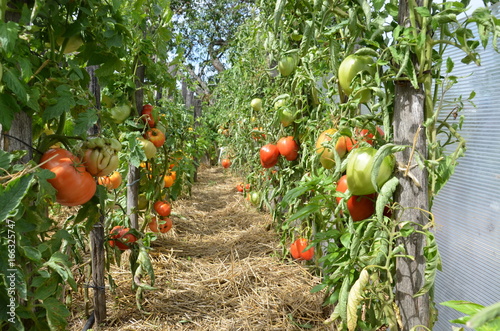 pieds de tomates - tomate coeur de boeuf
