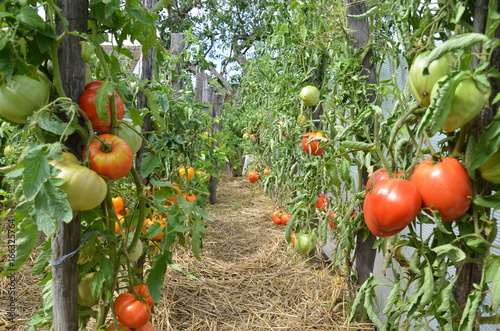 pieds de tomates - tomate coeur de boeuf