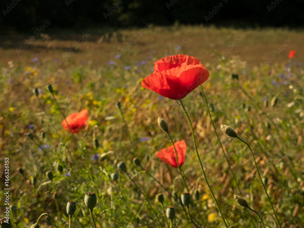 Obraz premium poppy flowers in the grass