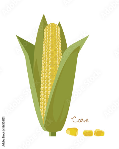 Cereals, legumes, plants. Ripe corn cobs with leaves and grains.