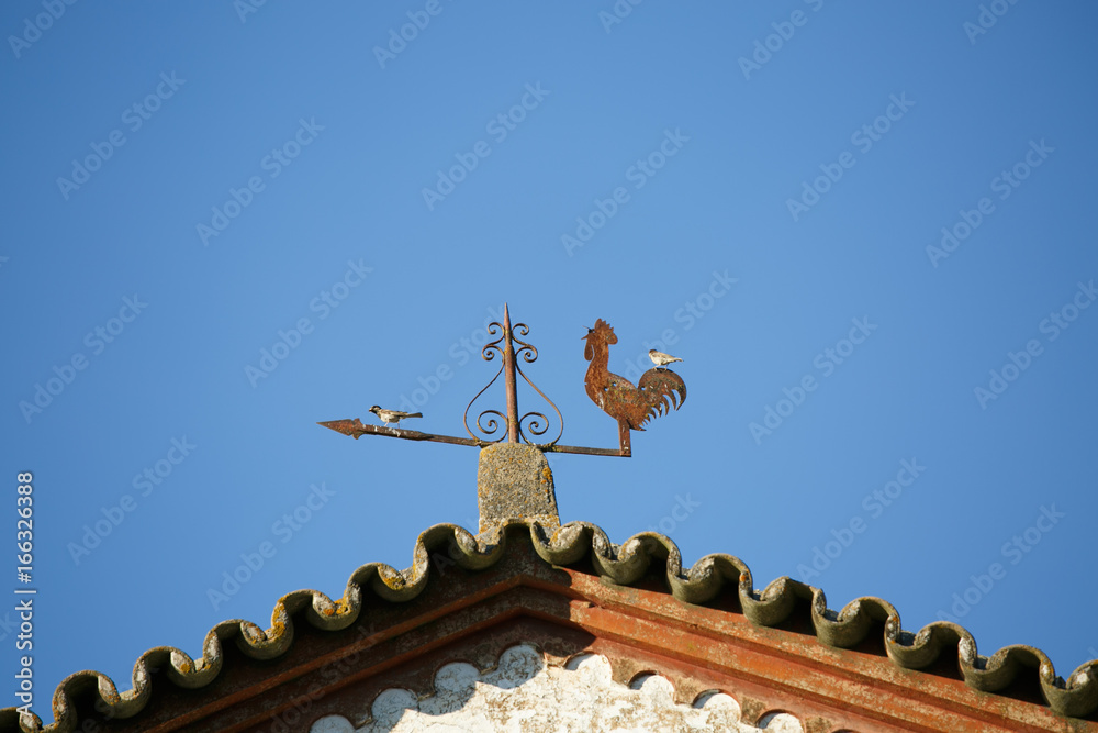 Rooster weathervane with Passer domesticus Rooster weathervane with Passer domesticus