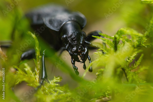Sphodrus leosoftnmus beetle creeps through the forest © nikolas