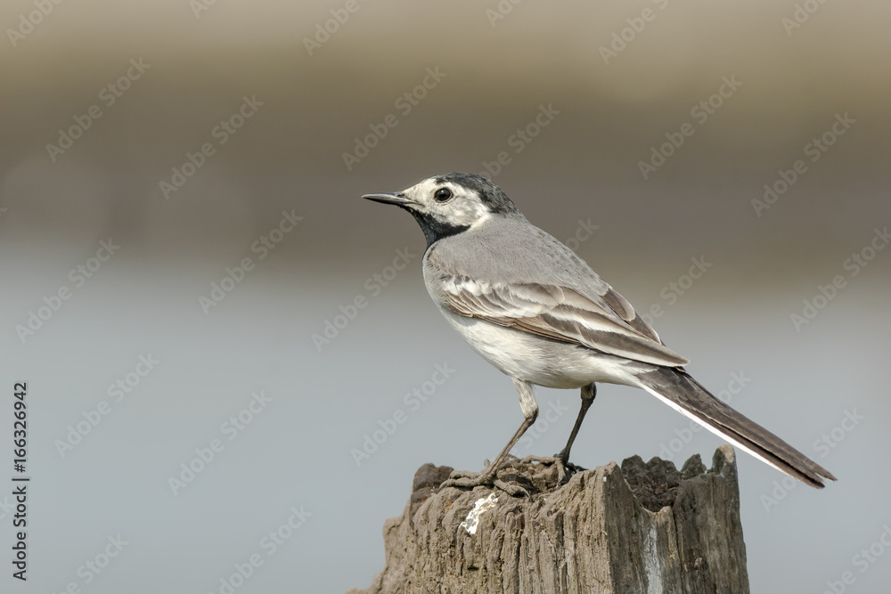 Fototapeta premium Closeup of a White Wagtail bird Motacilla alba