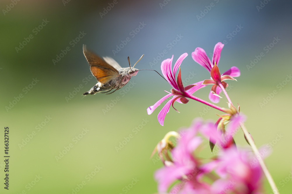 Obraz premium hummingbird hawk-moth Macroglossum stellatarum żerujący na różowych kwiatach