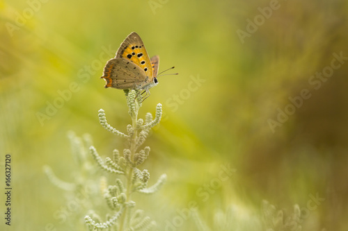 Small or common copper butterfly lycaena phlaeas closeup photo